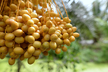 椰枣黄果农场季节年度热带棕榈种植园植物沙漠水果食物图片