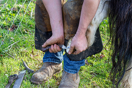在沙特兰小马的蹄子上工作的Farrier牧场主哺乳动物职业家畜工匠修脚马术金属工艺兽医图片