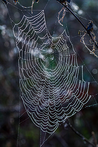 蜘蛛网上的水滴几何学飞沫蛛网珠子露珠网络丝绸蜘蛛网雨滴陷阱图片