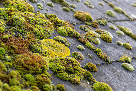石板屋顶砖块上的绿苔建造潮湿植物地衣建筑房子藻类材料生长菌类图片
