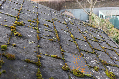 石板屋顶瓷砖上的绿藻类生长房子模具植物苔藓材料藻类建筑宏观潮湿图片