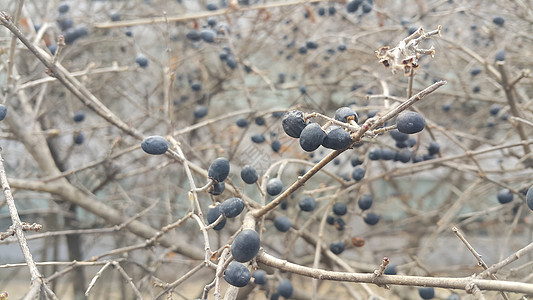 黑山灰莓的近视植物季节性薄片蓝色季节白色浆果图片