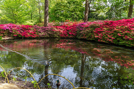 伊莎贝拉种植园植被灌木反射池塘紫色公园鸭子花园花朵图片