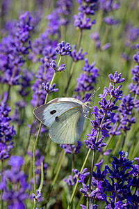 白贝蝇 花朵上翅膀动物草地青虫紫色芳香草本植物野生动物花园薰衣草图片
