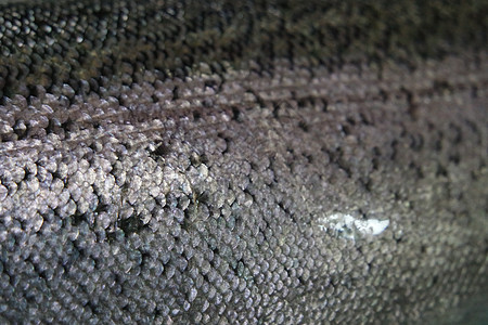 鱼皮层灰色或灰色和银色水族馆微距动物观点标记呼吸背景摄影尾部部位图片