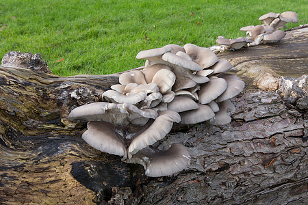 野蘑菇棕色木头孢子林地潮湿生长树桩荒野季节菌类图片