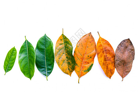 白木背面白果树叶子不同年龄的叶子g青年生长皮肤生物学下雨橙子天气季节生活花园图片