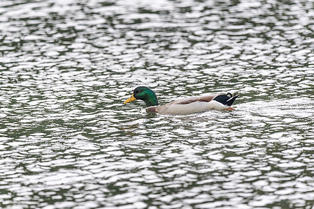 湖中马华达鸭眼睛水坑池塘白色橙子公园荒野动物绿色棕色图片