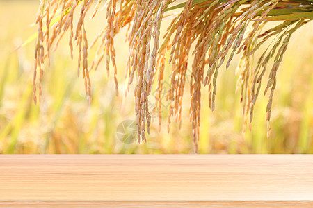水稻种子金粒种植园背景上的木板 田间稻田水稻农场的空木桌地板 木桌板空前稻谷种子黄金色植物 用于展示水稻图片