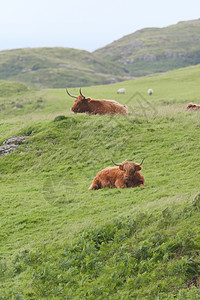 两头雄性高地公牛在风湿草之间 直射两头海牛 一只在丘陵上图片