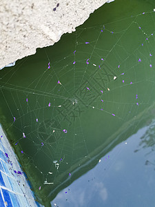与反对绿色的紫色花瓣的蜘蛛网 美丽的陷阱背景墙纸蛛网同心几何学螺旋网络昆虫丝绸图片