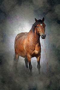 带有喜怒无常的朦胧蹩脚纹理的威尔士小马驹图片
