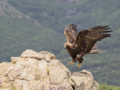 金鹰棕色鸟类捕食者野生动物荒野食肉动物岩石羽毛图片