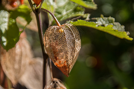 花园里有中国灯笼花和水果边缘植物红色酸浆观赏橙子草本植物种子森林绿色图片