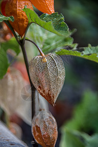 花园里有中国灯笼花和水果草本植物种子观赏红色酸浆边缘植物绿色森林橙子图片