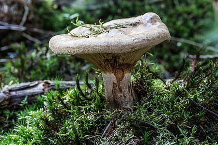 林中的棕色乳奶片状森林实体真菌蘑菇绿色苔藓针叶林土壤图片