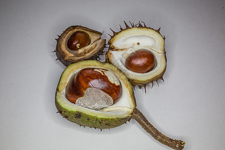 具有刺性percrp的栗子落叶种子果皮果实凝胶棕色坚果白色板栗水果图片