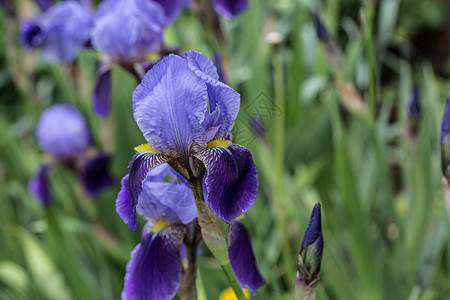 蓝色花朵的白草本植物草地女神绿色单子彩虹植物草药背景图片