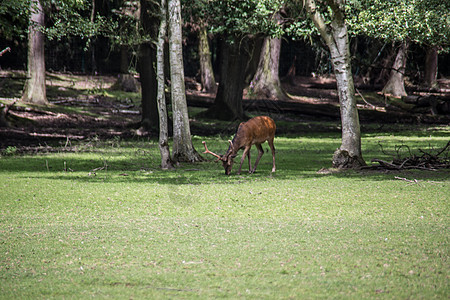 在森林边缘的鹿 在下增长的林中野生动物动物毛皮空地鹿角草原棕色隐藏游戏绿色图片