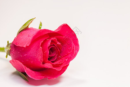 紧紧的红玫瑰夫妻花瓣情侣公园庆典蜂蜜植物群礼物订婚念日图片