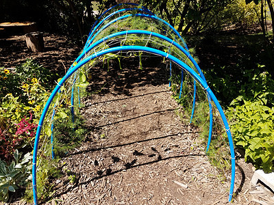 带网织和植物的蓝色兰花隧道以及花园中的泥土通道小路覆盖物金属格子踪迹弯曲园艺图片