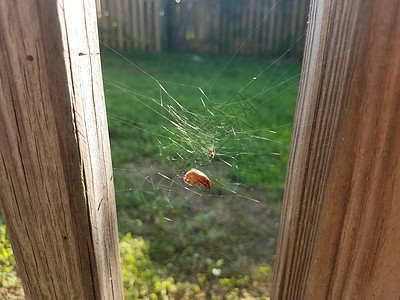 在两个板之间蜘蛛网中捕捉的甲虫陷阱织带动物昆虫木头网络蜘蛛木板野生动物图片