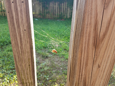 在两个板之间蜘蛛网中捕捉的甲虫木头动物昆虫陷阱野生动物蜘蛛网络织带木板图片