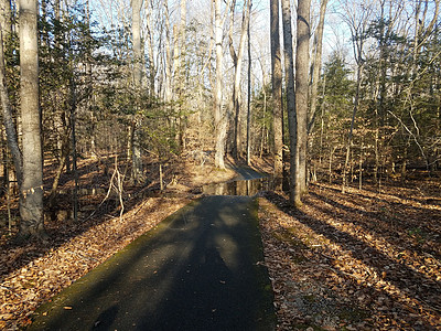 森林和棕树叶中的沥青通道和洪水图片