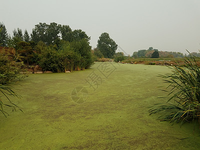 绿藻类植物 覆盖含树木的湖中停滞水中的绿藻类植物图片