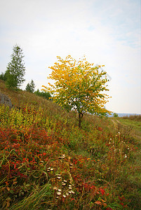 美丽的秋季风景植物桦木橙子季节叶子红色黄色绿色公园森林图片
