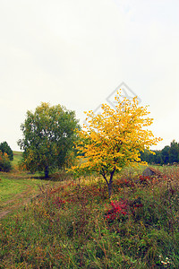 美丽的秋季风景公园绿色桦木红色橙子森林黄色叶子植物季节图片
