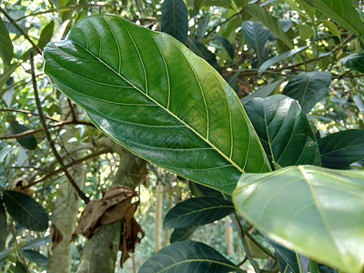 绿色杰克果叶有自然本底 菠萝蜜 也称为菠萝蜜 nangka 是无花果 桑树和面包果科 桑科 中的一种树种果皮面包果异国植物热带甜图片