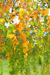 秋季背景树叶季节绿色叶子黄色橙子桦木森林杏仁植物图片