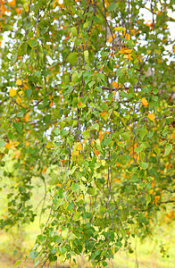 秋季背景植物桦木绿色杏仁森林黄色树叶叶子季节橙子图片