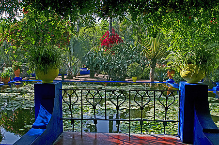 马拉克什一座有棕榈和水池的花园的景象橙子阳台黄色水平手掌蓝色植物集装箱情调树木背景图片
