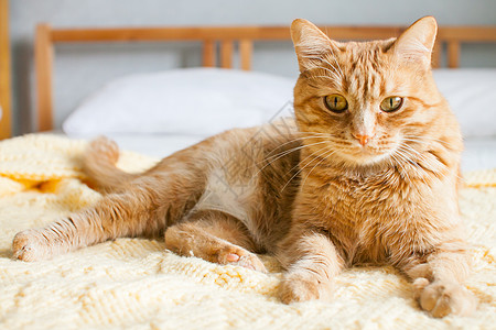 红色不道德的肥猫 在白床上一只黄格子编织的黄板上眼睛生长注意力幸福白色喜悦娱乐黄色谎言兴趣图片