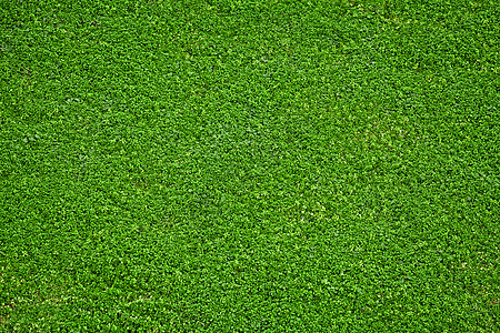 天然绿草水平牧场草皮花园足球草地地毯公园绿色推杆背景图片