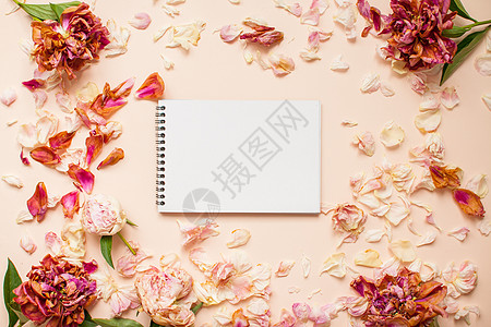 顶端视图 用白皮书绘制的干粉粉红面纱和花瓣框架图片