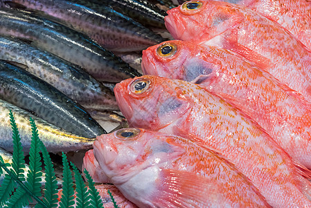 出售新鲜鱼皇帝海鲜食物渔业鳕鱼鲭鱼美食海洋市场营养图片