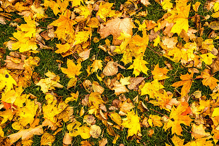 枫叶在秋天 背景棕色橙子森林叶子风格装饰植物团体季节性墙纸图片