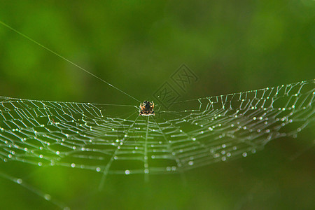 微小的蜘蛛在雨天挂在网上 上面有闪亮的滴子 非常接近宏观穿线陷阱动物捕食者蜘蛛网编织蛛网水滴绿色动物群图片