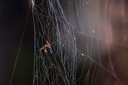 网上挂着小蜘蛛 非常接近巨型图片