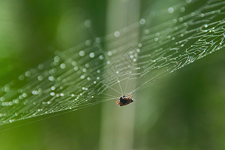 微小的蜘蛛在雨天挂在网上 上面有闪亮的滴子 非常接近宏观网络编织丝绸野生动物绿色动物蜘蛛网陷阱猎人穿线图片