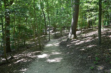 树林或带树林的森林中路线或路径绿色树木小路环境森林分支机构树干树叶图片
