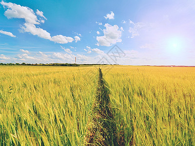 下午下午大麦的金田 太阳在地平线之上闪耀着年轻大麦田植物阳光农场风光土地农业近景蓝色谷物天空图片