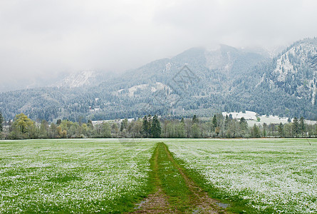 新鲜绿草地的春雪 直滑泥土拖拉机图片