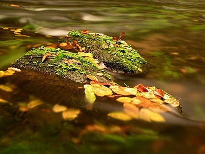 在山河中捕捉着多彩的叶子 在溪流中秋色红色绿色流动荒野岩石巨石急流森林苔藓石头图片