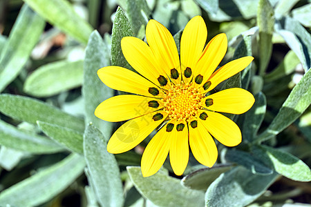Crete岛上的黄色非洲菊花图片