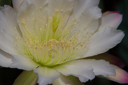 仙人掌天蝎的白花在夜晚盛开花朵白色宏观昙花插图夜开花植物蜡样拉丁大花图片