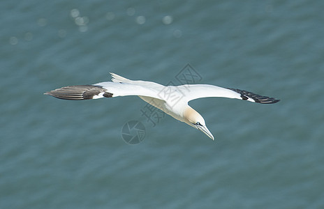 Gannet 正在飞行的海鸟羽毛野生动物航班英语海岸线动物翅膀翼尖桑树眼睛背景